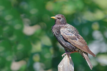 Gemeiner Star / Common starling / Sturnus vulgaris