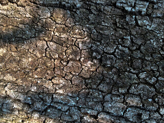 Bark tree texture background line wallpaper nature trunk wood pattern.