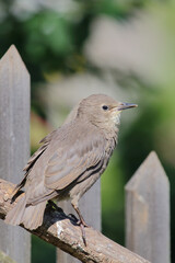 Gemeiner Star / Common starling / Sturnus vulgaris.