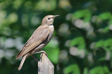 Gemeiner Star / Common starling / Sturnus vulgaris.