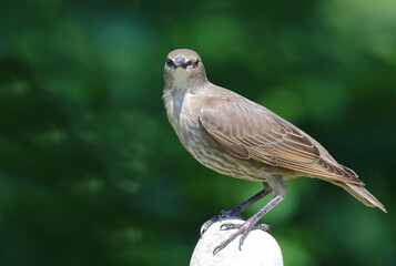 Gemeiner Star / Common starling / Sturnus vulgaris.