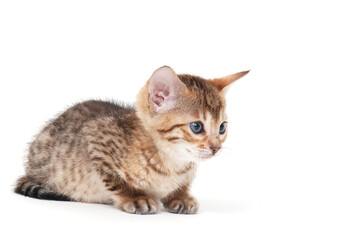 a small fluffy kitten on a white isolated background