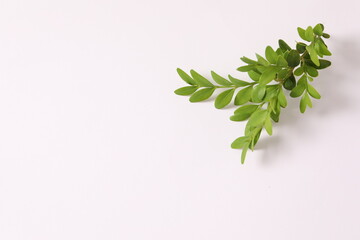 green leaves background