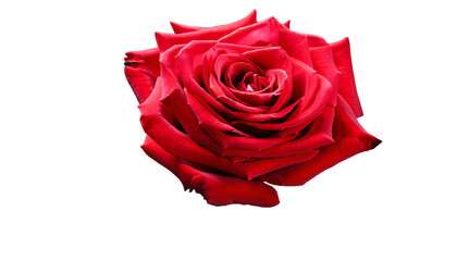 red rose isolated on white transparent background