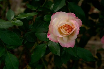 Rose 'HONOKA' (Rosa Keifunikoa) blooming in the garden, close-up, high angle. 

horizontal position, gradation, rose, leaf, pink, white, rose, outdoor, rose, closeup, petal, flowering, light pink 