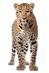 Deurstickers Image of leopard standing © Kartika