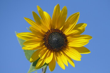 Sonnenblume