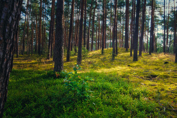 Wald - Beautiful - Rays - Sunlight - Forest - Green - Silent - Summer - Morning - Landscape -...