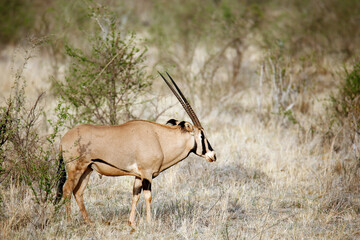 East African Oryx (Oryx beisa, aka Beisa) in Profile. Tsavo East, Kenya