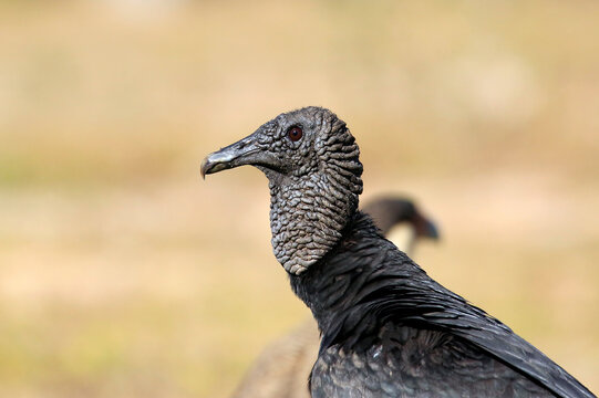 Close-up of a Black Vulture (Coragyps atratus) in Rio Claro. Pantanal, Brazil