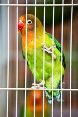 Pet Lovebirds at a local pet store, Guilin China