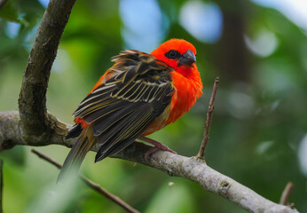 Red Orange Fody Cardinal bird perching in natural environment 