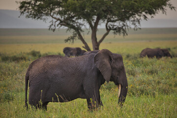 Elefanten in Serengeti. Safari.