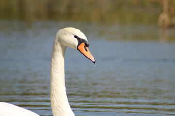 Closeup of swan head side view with rippled lake on background