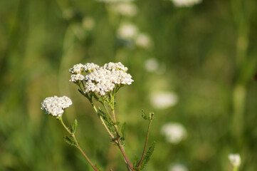 Closeup of common yarrow white inflorescence with blurred background