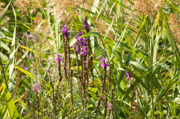 Closeup of purple loosestrife inflorescence with selective focus on foreground