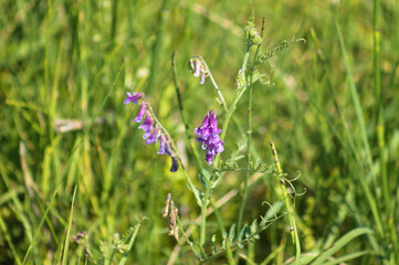 Closeup of hairy vetch with selective focus on foreground