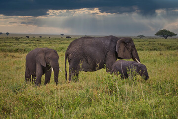 Naklejka na ściany i meble Elefanten in Serengeti. Safari.