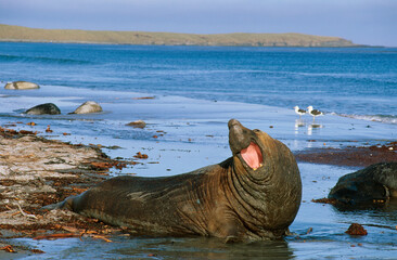 Eléphant de mer, Mirounga leonina, male, Iles Falkland, Malouines