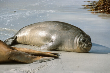 Eléphant de mer, Mirounga leonina, jeune, Iles Falkland, Malouines