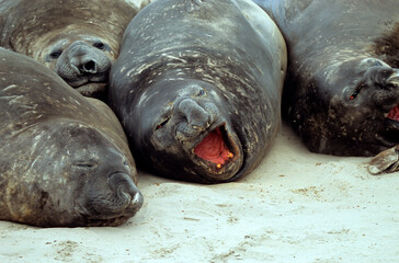 Eléphant de mer, Mirounga leonina,  Iles Falkland, Malouines