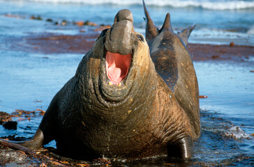 Eléphant de mer, Mirounga leonina, male, Iles Falkland, Malouines