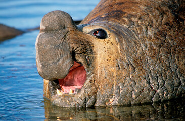 Eléphant de mer, Mirounga leonina, male, Iles Falkland, Malouines