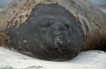 Eléphant de mer, Mirounga leonina, male, Iles Falkland, Malouines