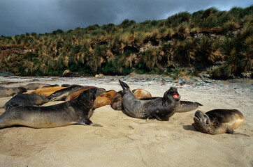 Eléphant de mer, Mirounga leonina,  Iles Falkland, Malouines