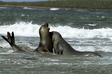 Eléphant de mer, Mirounga leonina,  male , combat, Iles Falkland, Malouines