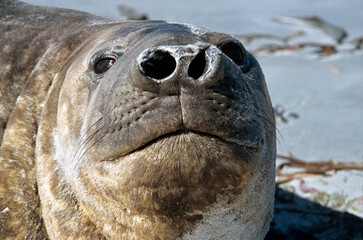 Eléphant de mer, Mirounga leonina,  Iles Falkland, Malouines