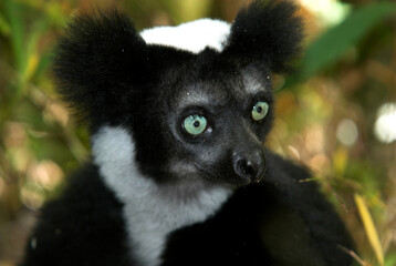 Lemur indri, Indri indri, Madagascar