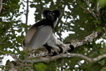 Lemur indri, Indri indri, Madagascar © JAG IMAGES