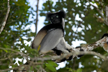 Lemur indri, Indri indri, Madagascar