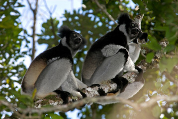 Lemur indri, Indri indri, Madagascar
