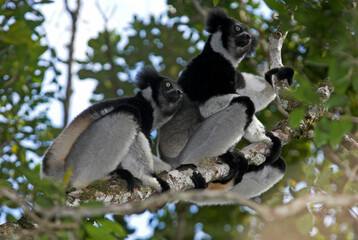 Lemur indri, Indri indri, Madagascar