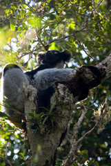 Fototapeta premium Lemur indri, Indri indri, Madagascar