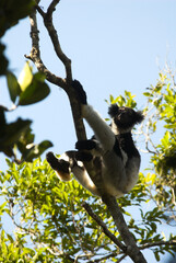 Lemur indri, Indri indri, Madagascar