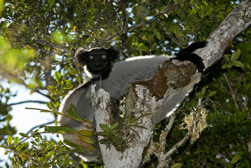Lemur indri, Indri indri, Madagascar
