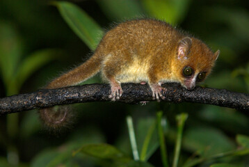 Lémurien Microcèbe roux , Microcebus rufus,. Madagascar