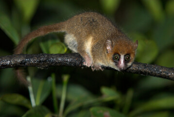 Lémurien Microcèbe roux , Microcebus rufus,. Madagascar