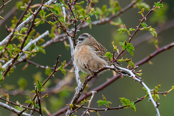 Bruant fou,.Emberiza cia, Rock Bunting