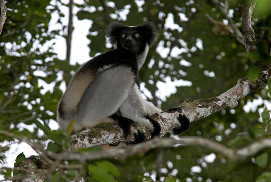 Lemur indri, Indri indri, Madagascar