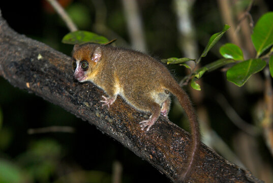 L&eacute;murien Microc&egrave;be roux , Microcebus rufus,. Madagascar