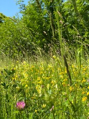 Obraz premium Wildflowers 