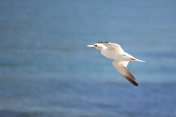 Fototapeta na wymiar Side view of a Gannet (Morus Bassanus), with wings spread, flying against a blue sea background.