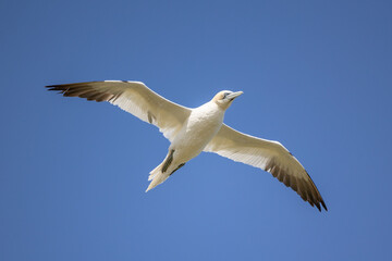 Underside view of a Gannet (Morus Bassanus), with wings spread, flying against a bright blue sky background.