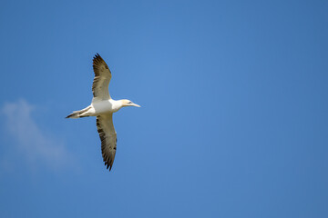 Gannet (Morus Bassanus), with wings spread, soaring against a bright blue sky background.