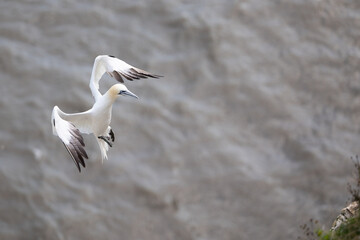 A Gannet (Morus Bassanus) coming in to land on its nest on the cliff above the sea on the Yorkshire coastline. August, Summer, UK