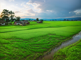 Fototapeta na wymiar A green paddy field in the middle of a village
